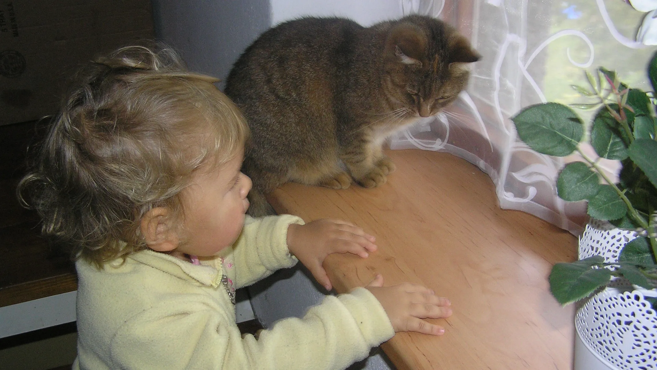 Dítě stojící vedle kočky, nahlížející ven přes okno se záclonou