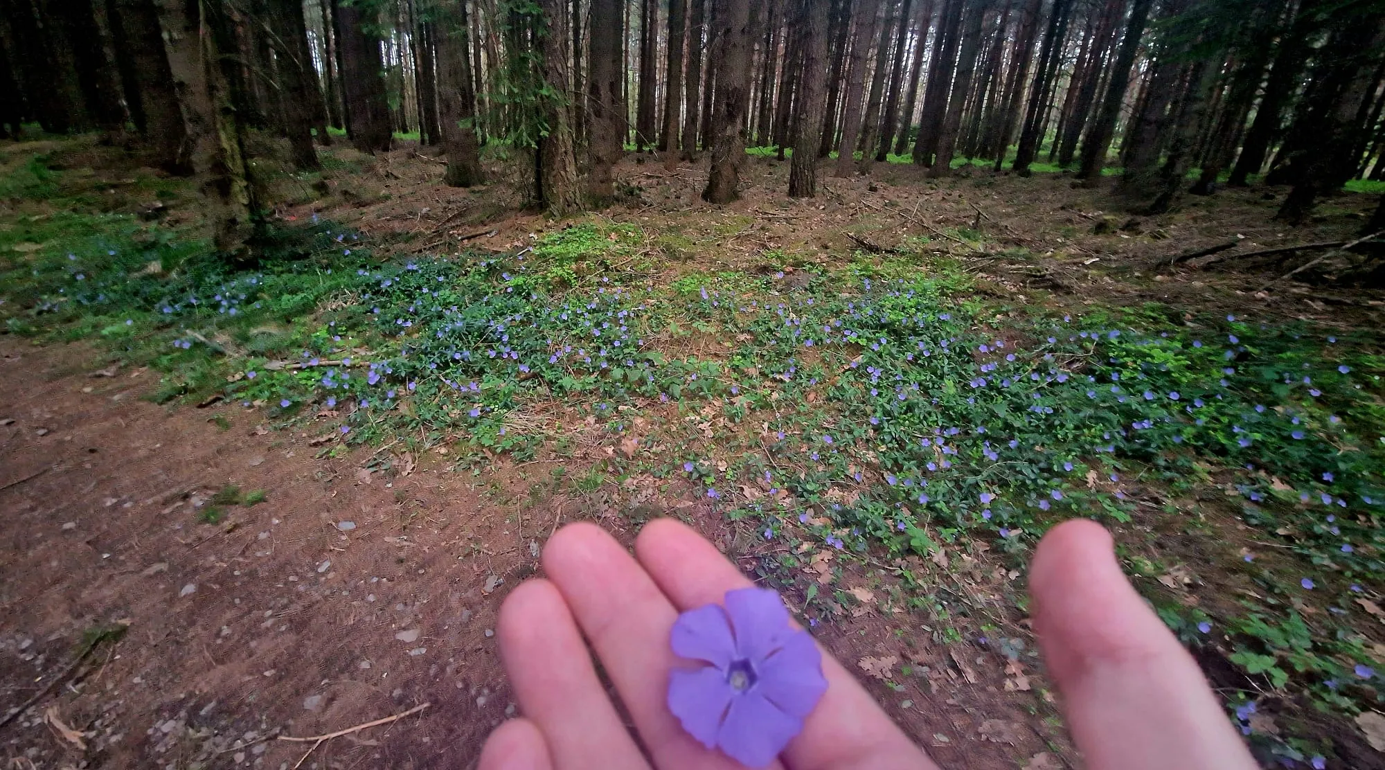 Fialový květ na dlani, uprostřed lesa